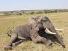 Kenya investigates mysterious deaths of 15 elephants in Amboseli