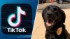 K9 finds key evidence after NJ man uses TikTok to talk to girl, officials say