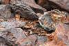 Caribou Mine sold to Canadian Copper after shutdown