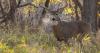 New hunting regulations take effect in Minnesota Aug. 1