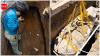 3,000-year-old burial site discovered in El Salvador; archaeologists uncover human skull, remains and ancient sea turtle-shaped vessel