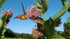 After years of decline, Mexico's overwintering monarchs rebound 64%