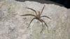 Australia's jungle huntsman clocks 8 mph, taking title of world's fastest spider