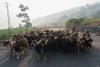 Europe turns to goats to prevent wildfires