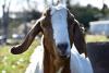 Rocanville using goats for weed control