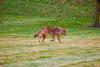 Why Coyotes Become More Noticeable in August in Kentucky