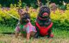 French Bulldogs top most expensive dog insurance list