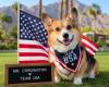 Coachella Valley Corgi Is Heading to Europe to Represent Team USA