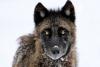 Montana's wolf population is shrinking. Now, FWP wants to limit the wolf hunt