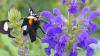 Gardeners say salvia is a hummingbird magnet, and one bloom drew an eight-spotted forester moth