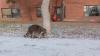 Newark sues landlords over rent hikes, rats, and raccoons at New Jersey apartments