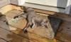 Pennsylvania couple weighs barn life for a cat that keeps hauling live prey indoors