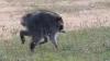 Seattle's 'Jimothy' raccoon went viral for his unusual shape, but officials say: Keep away