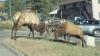 Two Colorado Bull Elk Lock Antlers In Heavyweight Fight