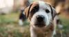 Four Puppies Allegedly Burned Alive at Best Friends Partner Shelter 