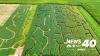 Ruby Branch Farms opens Kentucky’s largest sunflower maze for the season
