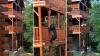 Tennessee black bear raids cabin balcony, steals Publix bag, and hustles it to waiting cub