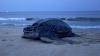 Virginia's first recorded leatherback nest shows up on a military base, and the eggs are fenced off