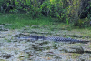 United Nations Educational, Scientific and Cultural Organization adds Okefenokee National Wildlife Refuge to World Heritage list