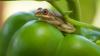 At a Massachusetts Stop & Shop, invasive Cuban tree frog arrives with onions and stays for good