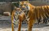 Six tigers adapt to new habitat at Ile-Balkhash Nature Reserve