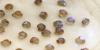 Hundreds of nearly extinct snails return to Portuguese island to revive fragile ecosystem