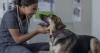 Gov. Meyer signs multiple bills into law bolstering animal protections in Delaware