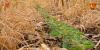 Choosing cover crops with the Midwest Cover Crop Selector Tool