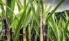 Sugarcane farmers too may get incentives