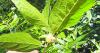 MIDDLE GEORGIA OUTDOORS: Unsightly galls are nutritious treats for wildlife