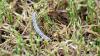 Kansas lawns are still under armyworm attack, and experts warn 2 more waves may be coming