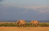 Kenya probes mysterious deaths of 15 elephants near Amboseli