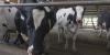 Michigan Youth Livestock Scholarship Fund awards $60K to students