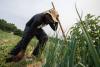 Common Ground: For growers and farmworkers, ‘these people are my home’