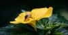 Why every Samoan should care about bees