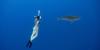 Shark Week in Hawaii: Predators play vital role in local ocean health, culture