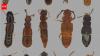 In 1967, an ecologist predicted tropical mountains would trap heat-sensitive species; nearly 60 years later, tests on over 100 beetles support his warning