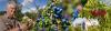 UF/IFAS Professor Retires: Jeffrey Williamson on Florida Blueberries and Mentorship