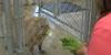 Construction on new exhibit underway at Lake Superior Zoo
