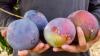 Deep Purple: Israel’s mango innovation