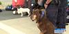 K-9 teams receive duffle bags full of medical supplies