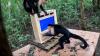 In This Costa Rican Forest, Monkeys Come Face-to-Face With A.I.