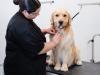 Sparkle Grooming Co. Expands Across Florida with Jacksonville Franchise Location