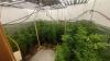 Yavne man indicted for running cannabis-growing operation, 423 kg. of drugs found