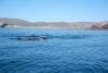 Where the desert meets the sea, a pipeline threatens the Gulf of California