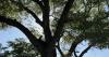 Protesters climb ancient Arizona cottonwood to block removal for border wall