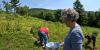 Families flock to Goshen’s Hogback Mountain for blueberry picking season