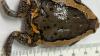 How live bullfrog got busted at Cairns Airport hiding in traveller’s luggage