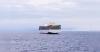 Saudi Arabia seeks coalition to secure Red Sea shipping