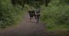 Hikers evacuated from West Coast Trail as Parks Canada says parts are impassable